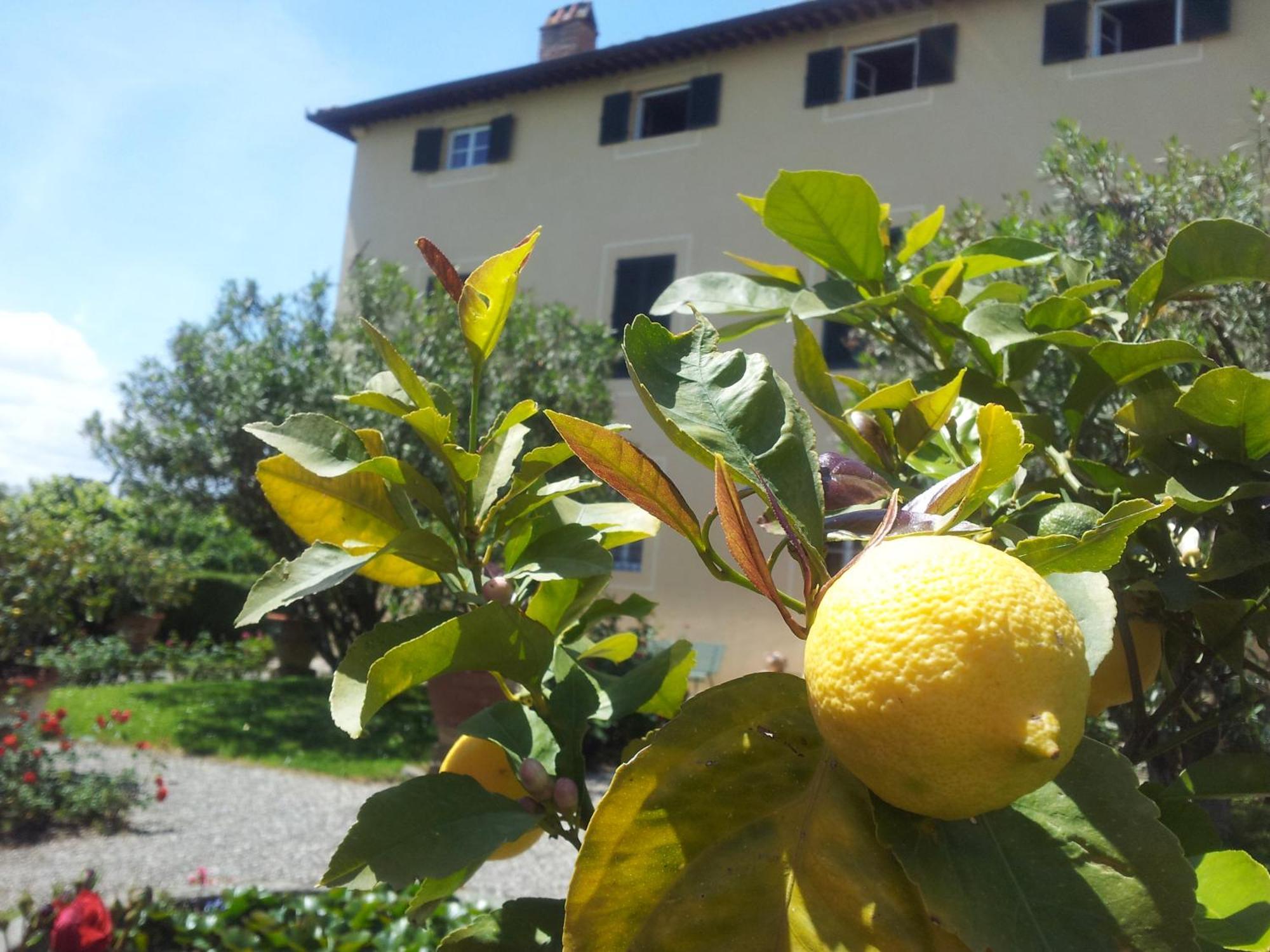 Fattoria Gambaro Di Petrognano Collodi Exterior foto