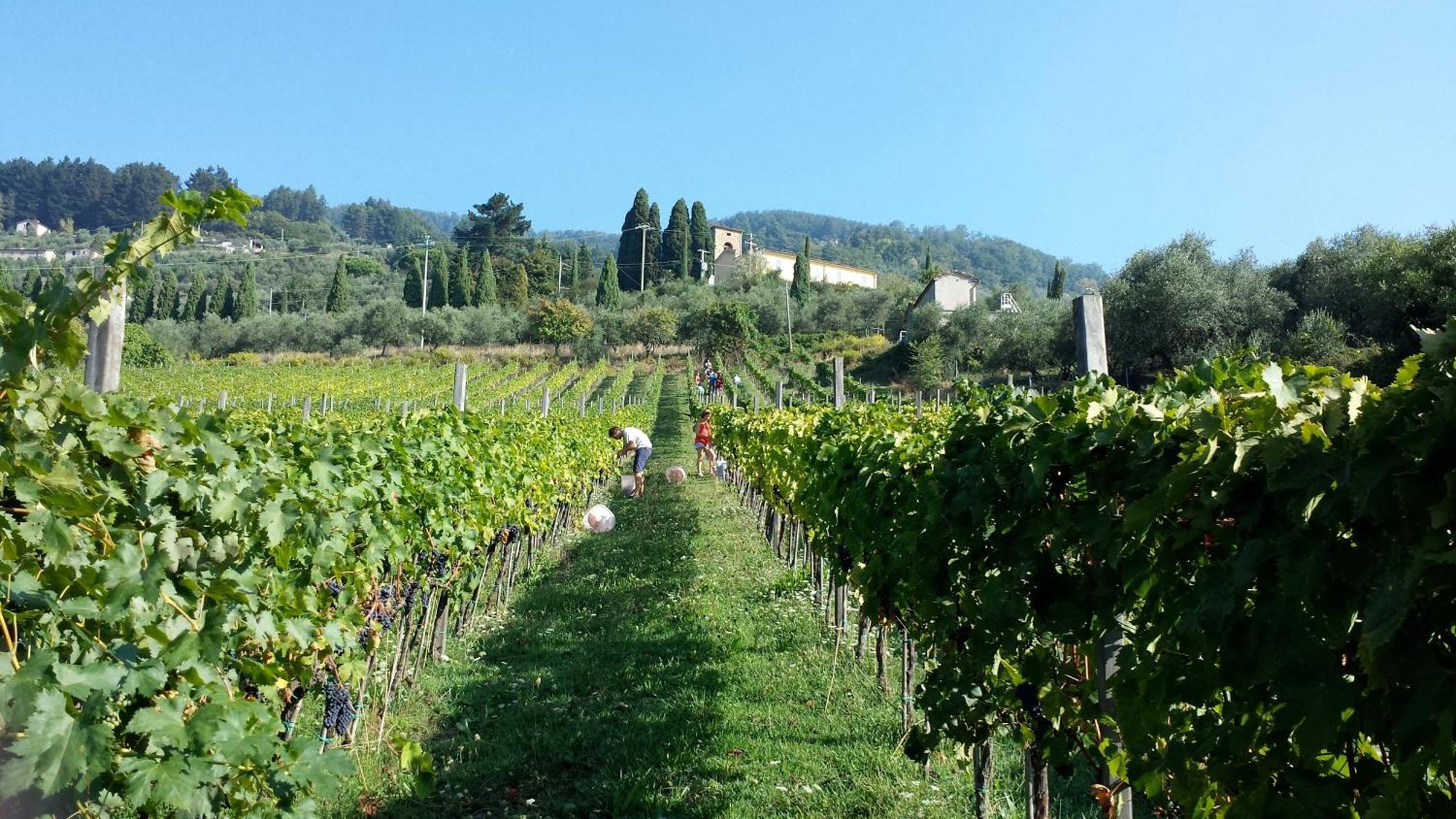 Fattoria Gambaro Di Petrognano Collodi Exterior foto